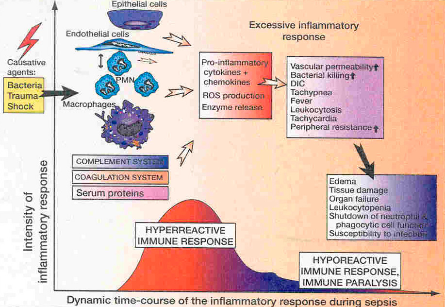 Einleitung Abb. 1.4: Dynamik der Entzündungsreaktion im Sepsisverlauf Verschiedene Ursachen (z.b. Infektion oder Trauma) führen zur Aktivierung unterschiedlicher Zellen, von Serumproteinen, von Gerinnungs- und Komplementsystem.