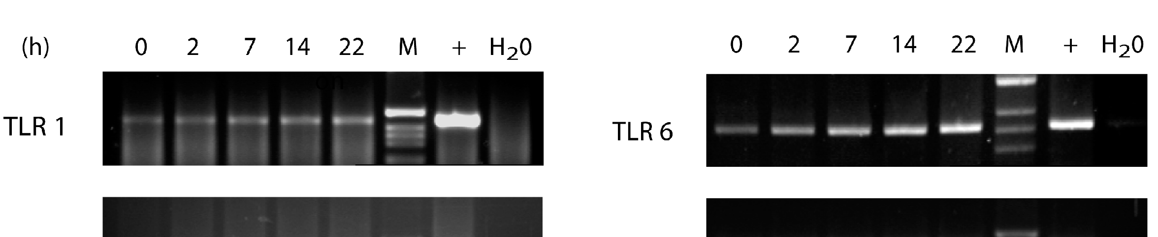 Ergebnisse Es zeigte sich ab 7 Stunden proinflammatorischer Stimulation mit TNFα eine Induktion des TLR1 mrna-expressionsniveaus.