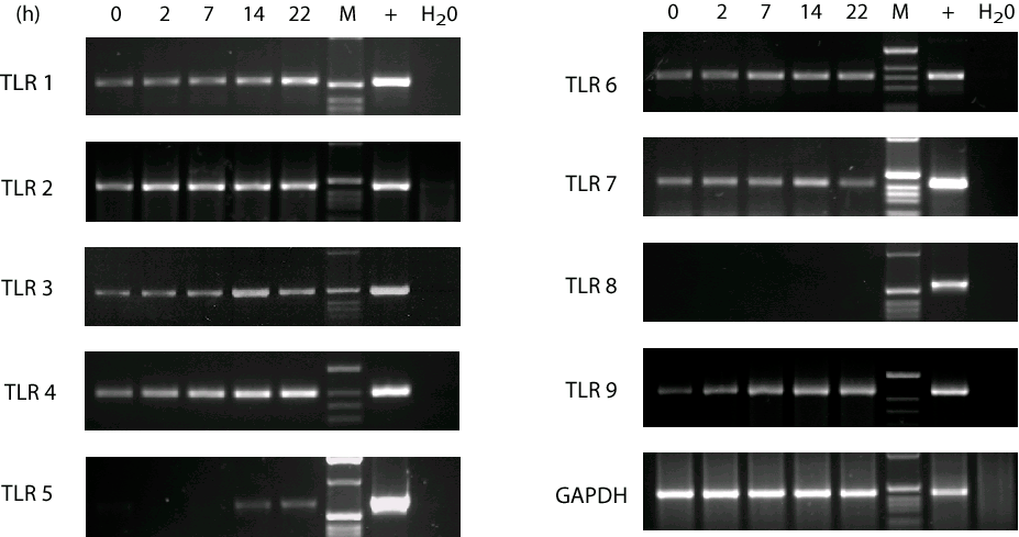 Ergebnisse Zusammenfassend konnte für eine proinflammatorische Stimulation mit TNFα ein deutlicher zeitabhängiger, sukzessiver Anstieg auf mrna-ebene für die TLR 2, 6 und 9 gezeigt werden, wobei das