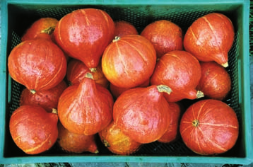 Die Schale ist kräftig orangefarben und wie das etwas hellere Fruchtfleisch essbar durch die Schale erhalten die Speisen eine schöne, intensive Färbung.