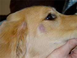 Hund herpes schnauze beim Warzen (Papillome)