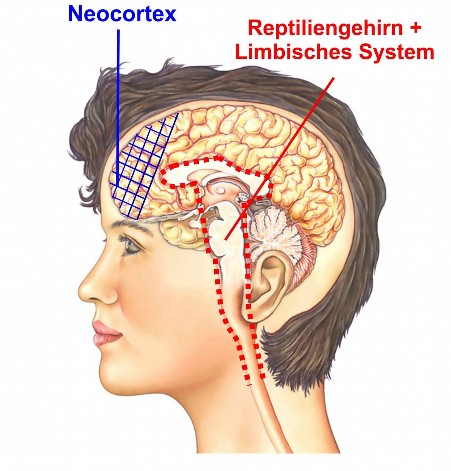 Limbisches System und Reptiliengehirn: Gefühle, teilen wir mit Reptilien Neocortex,