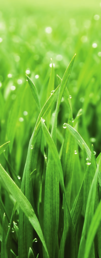 Bei ungünstigen Bodenbedingungen und zur Förderung des Wurzelwachstums kann vor der Einsaat die Verwendung von geeigneten Bodenhilfsstoffen wie Agrosil LR zur Bodenvorbereitung sinnvoll sein. Abb.