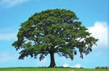 19: Eigenschaften der Nährstoffe für die Ernährung von Bäumen Nährstoff Stickstoff (N) Phosphat (P) Kali (K) Magnesium (Mg) Spurennährstoffe Eisen, Mangan, Zink, Kupfer, Bor Nährstoffverhältnis