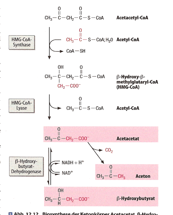 Lactatdehydrogenase (SU/A)