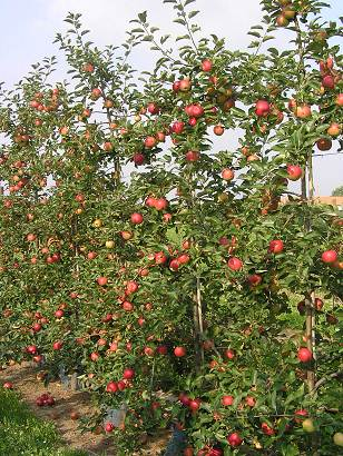 Mit Hilfe der heutigen Lagertechnik war es möglich, Äpfel dieser Reifegruppe nahezu baumfrisch bis ins zweite Quartal des Folgejahres zu