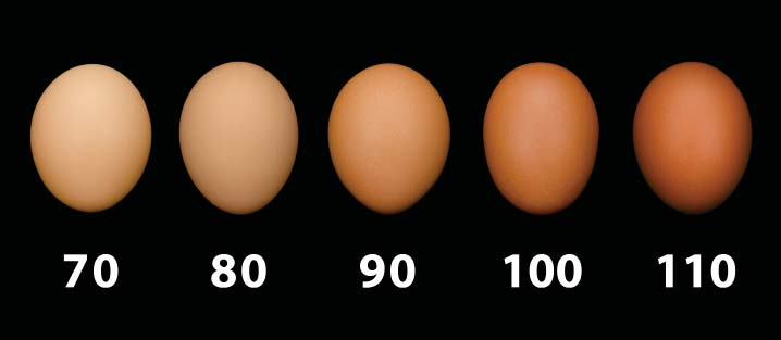 Alter in Wochen Produktion einer Henne in % Optimale Durchschnittliche Bedingungen Bedingungen Kumulierte Sterblichkeit Leistungstabelle Alternative Systeme Eier pro Durchschnittshenne, Kumuliert