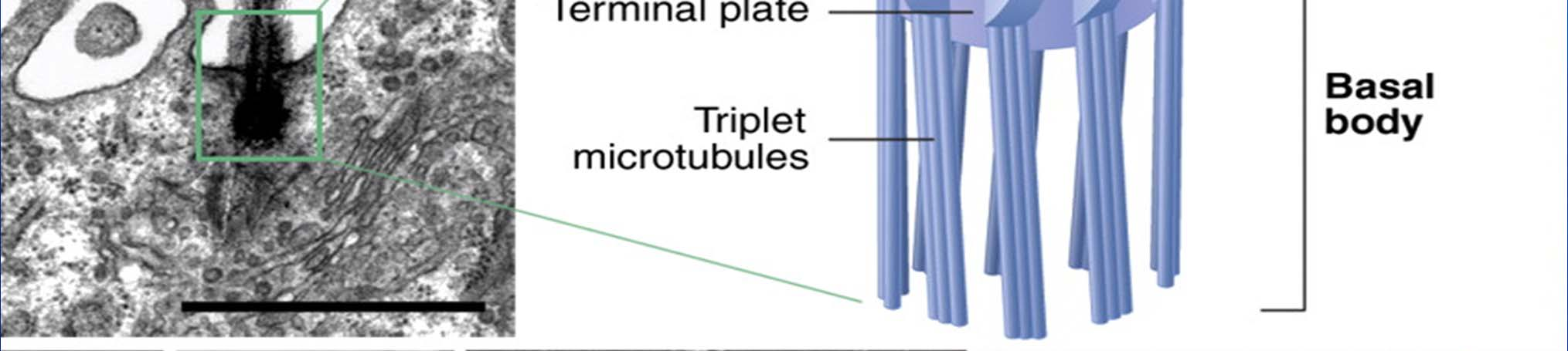 300 nm, 7-10 µm lange Cilien (Basalkörperchen, 0,5 µm) zwei zentrale von einer Zentralscheide