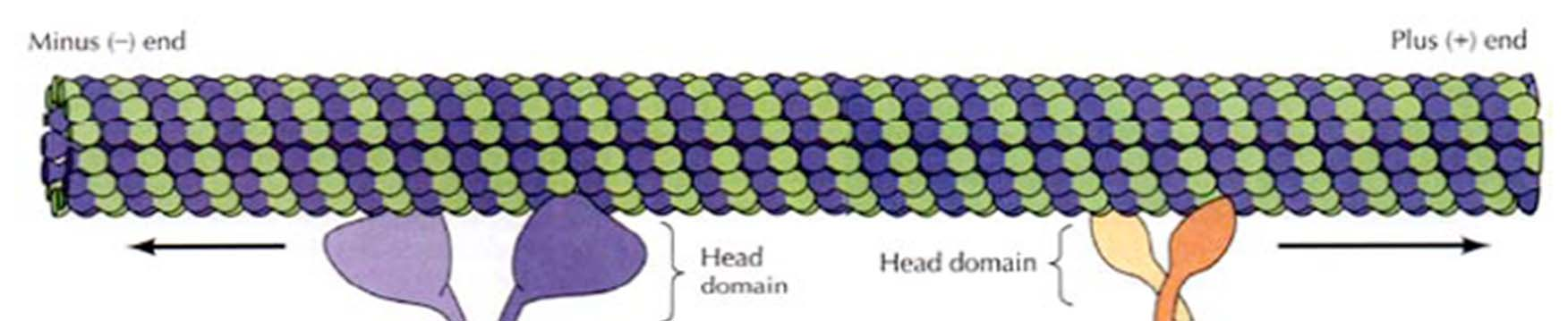 Mikrotubuli-assoziierter Transport Zwei Familien von Motorproteinen, Kinesin und Dynein, transportieren Vesikel, Organellen und Proteine an Mikrotubuli entlang Kinesine