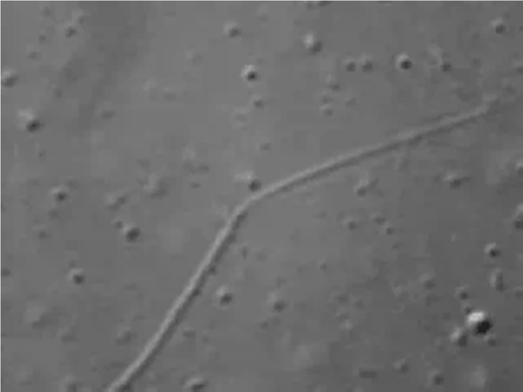 Mikrotubuli-assoziierter