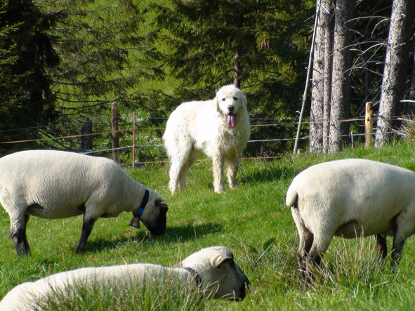 Besuch vom 29. Mai 2012 Einführung der Herdenschutzhunde in die Schafherde Am 29. Mai fand auf der Alp Baumgarten die Einführung der 2 Herdenschutzhunde in die Schafherde statt.