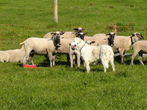 Er blieb aber die nächsten 5 Tage auf der Alp, um die Situation zu beobachten und den Weidebereich der Schafe täglich zu vergrössern.