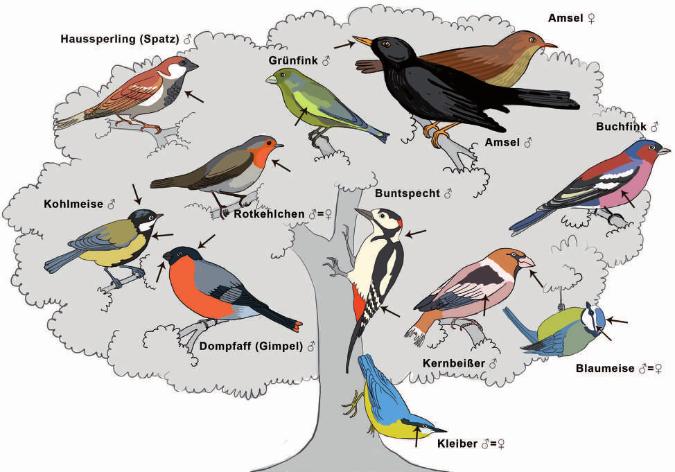 III Tiere Beitrag 7 Vogelfütterung im Winter (Klasse 5/6) 13 von 28 Station 2: Welche Arten überwintern bei uns?