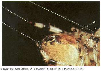 2 Andere Spinnen bauen ein Netz aus Signal- und Stolperfäden. Dabei gibt es zwei Arten: 1. Klebfäden mit Leim: Sie entstehen durch Anfügen von dünnflüssigen Leim auf einen Gerüstfaden. 2.
