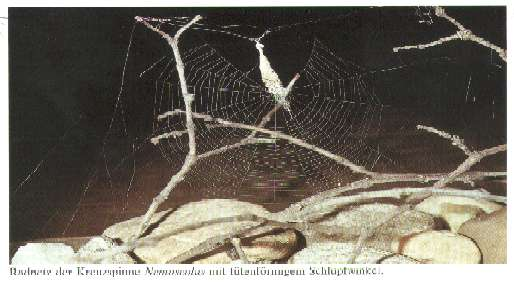 3. Versuch: Beeinflussung der Spinne Beim Netzbau durch naturelle Einflüsse (Wind, Regen, Temperatur ) Vor dem Vorbereiten des Versuchs befasste ich mich mit dem Platzbedürfnissen und den