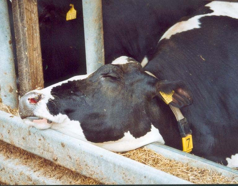 (hochleistende) Kühe erkranken nicht zwangsläufig an Stoffwechselstörungen Auslöser: fast immer Fütterungs- und Haltungsfehler modernes Herdenmanagement basiert auf 2 Säulen