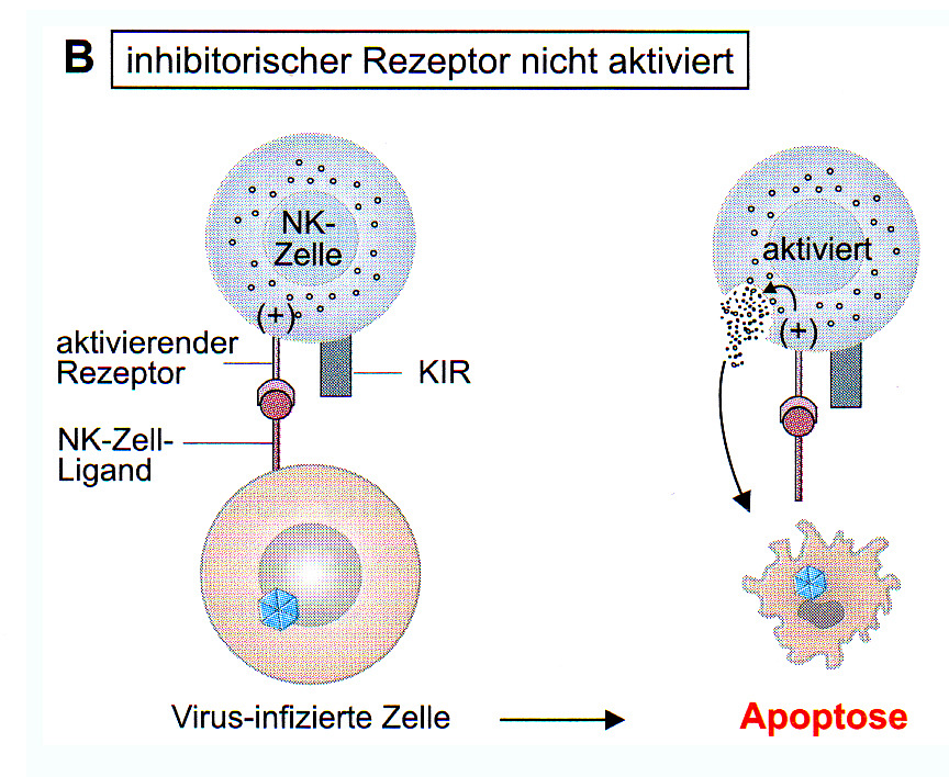 Wirtszelle, da der KIR- Rezeptor binden kann.