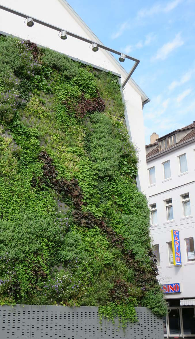 Wandgebundene Fassadenbegrünung Grüne Wände für die