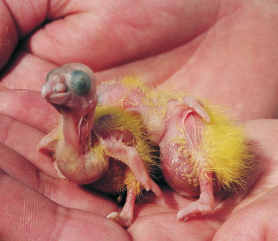 Jungtiere im Alter von zwei und drei Tagen mit den auffallend gelben Dunen (links); flügges Jungtier (rechts) gen zu vermeiden, wurden nur vereinzelt Nestkontrollen durchgeführt.