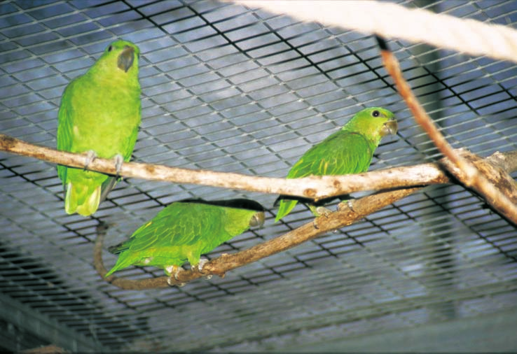 Die Kurzschwanzpapageien erhalten wie alle Papageien im Loro Parque zweimal täglich frisches Futter und Wasser. Die erste Fütterung um 8.