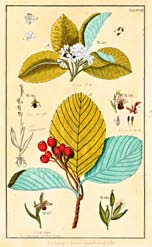 Die Notiz zur Fruchtstudie «unten ist eine Alisma-Art mit ähnlicher Frucht abgebildet» hat Heinrich Zoller anders gedeutet als Urs P. Leu.