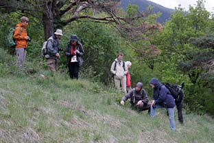 Ferner finden wir Esparsetten-Tragant, letzte Berg-Anemonen und Orchis morio.