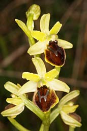 Orchideen Ophrys