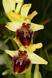 Ophrys x cascalesii