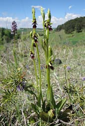 insectifera Ophrys