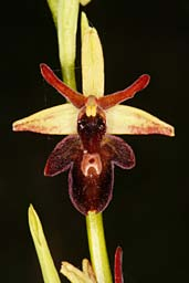 sphegodes Ophrys