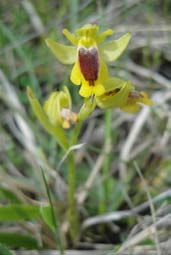 und St-Amant Ophrys