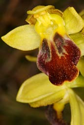 lutea Ophrys fusca