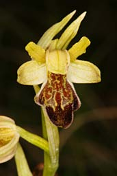 Ophrys x subfusca