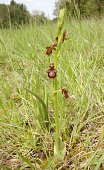 Orchideen Auf unseren zusätzlichen Wanderungen am Montmorélien entdeckten wir eindrückliche Affodill-Fluren (Asphodelus albus), wie sie in der Schweiz nur im Südtessin oder Wallis vorzufinden sind,