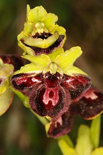 Orchideen men, dass andere Insekten die Blüten hin und wieder zufälligerweise besuchen. Mit grosser Ehrfurcht machten wir Fotografen uns schliesslich an die Arbeit.