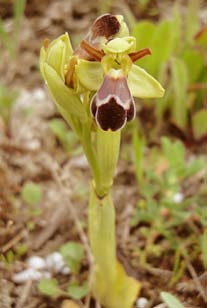 Die öden Südhänge mit Gipsuntergrund bilden den nördlichsten Lebensraum der ebenfalls sehr seltenen Ophrys vasconica (Gascogne-Ragwurz).