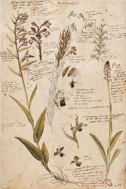 Orchideen Blatt 382 verso / Schmiedel (1770) Tab XX N:62 Div.