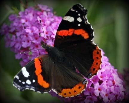 Schmetterling-Wissen Schmetterlinge nennt man auch Falter. Sie sind sogenannte Schuppenflügler.