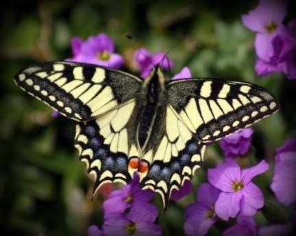 Schmetterlinge haben zwei Hinterflügel und zwei Vorderflügel.
