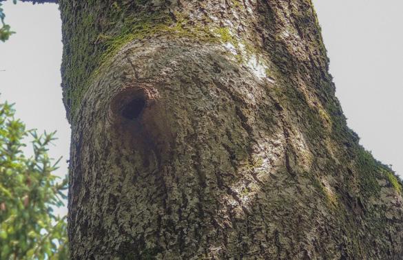 Spechthöhlen, Fäulnislöcher, Blitzschlagspalten, Risse und Spalten in der Rinde oder Nischen hinter abstehender Borke sind typische Fledermausverstecke, die man vor allem in alten Bäumen (> 25 cm