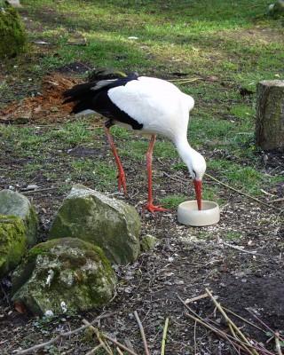 Auch wenn der Storch nicht zu einem Forschungsprogramm gehört, darf der Nachzügler den Winter im Gehege des Instituts verbringen.