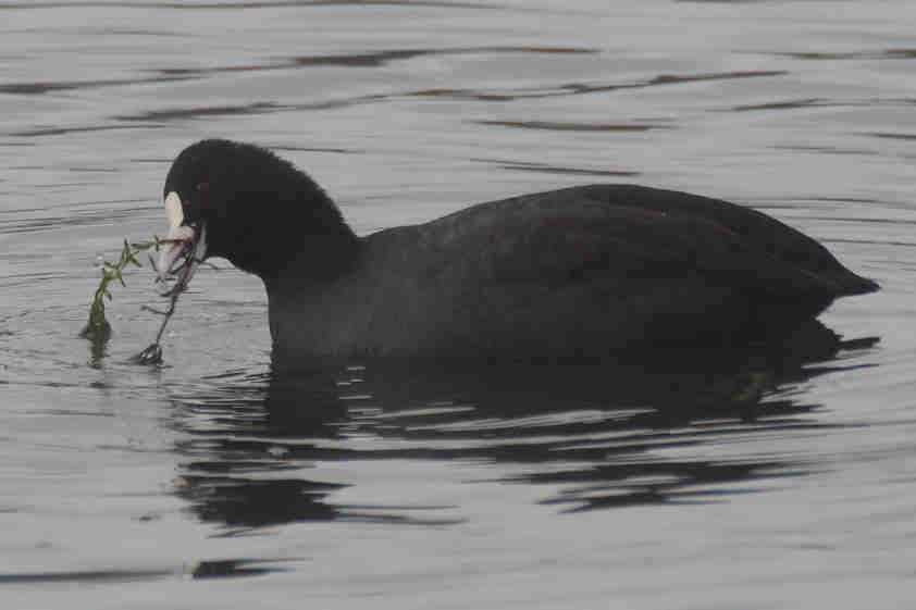 Blässhuhn Fulica atra Rote Liste Hessen: - /Bruten 1x Bebra, Auf dem Rasen 1x Bebra, Großer Kiessee 1x Blankenheim, Kiesgruben (Nr.1-3), Nr. 2 1+3 juv.