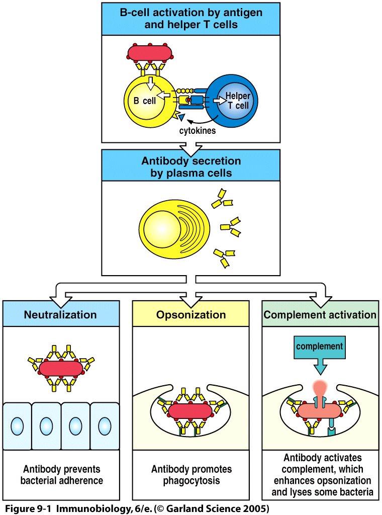 Antikörper können auf vier verschiedene Weisen an der Immunabwehr beteiligt sein 1. Neutralisierung: Antikörper verhindern, dass sich Toxine und Bakterien auf Zelloberflächen festsetzen 2.