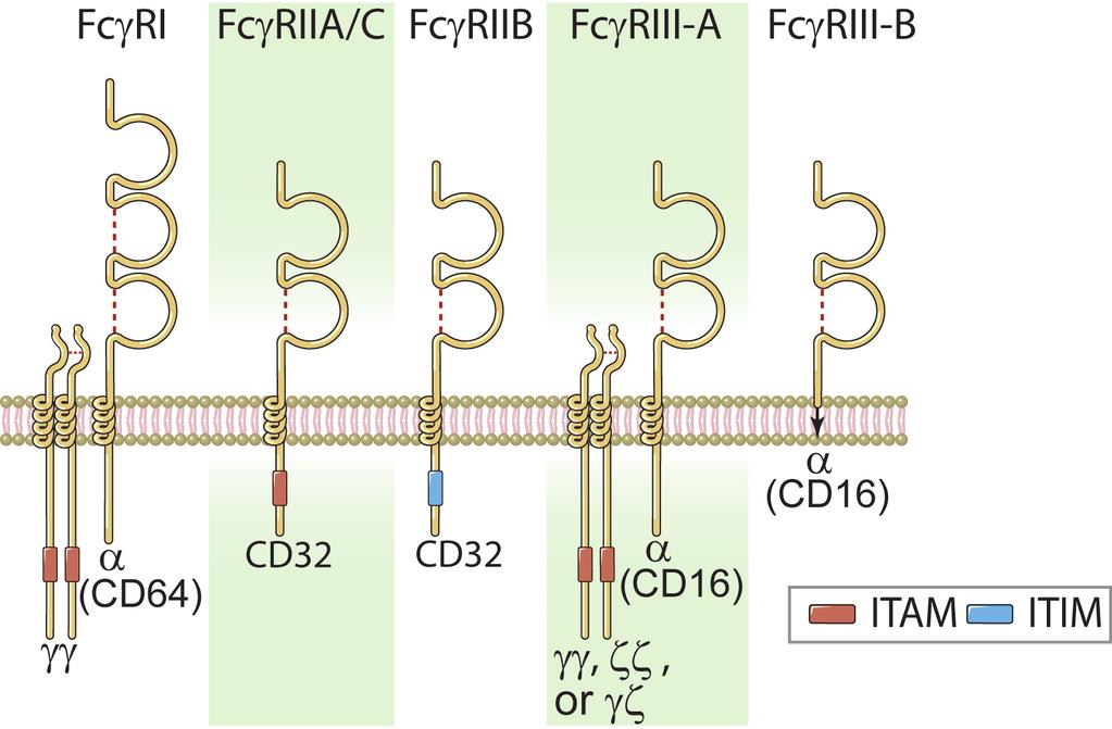 Untereinheiten von Fcγ-Rezeptoren Fig. 12-3 Abbas, Lichtman, and Pillai.