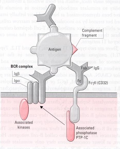 B-Zellsuppression IgG-gebundenes Antigen hemmt BcR-Signalisierung durch