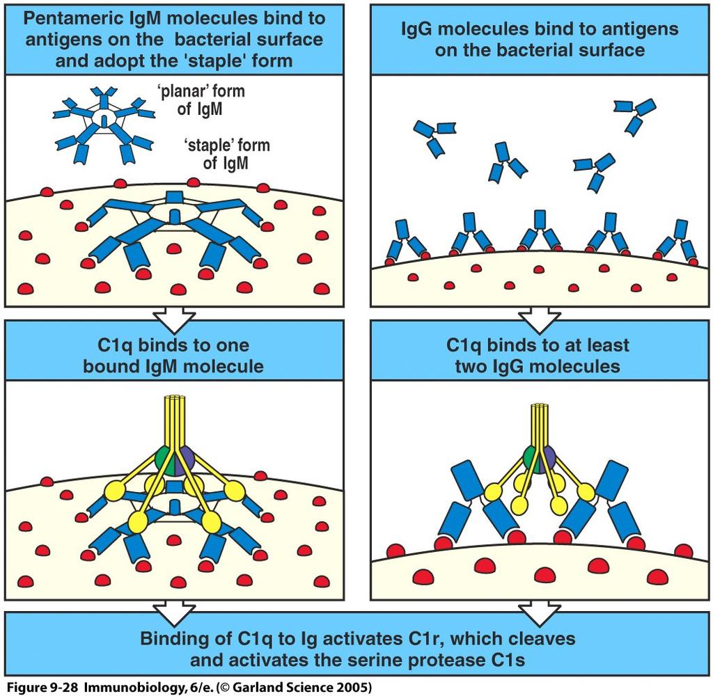 IgG und IgM Antigen-Antikörper-