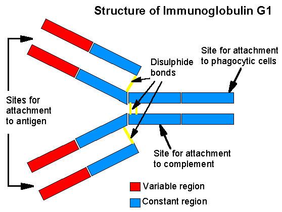 Fab Struktur des IgG1 Disulfid- Brücken Die Bindungsstelle für Phagozytenzellen Antigenbindungs-