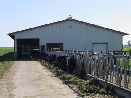 Ein Teil der Fressplätze befinden sich außerhalb des Stallgebäudes Der Betrieb hielt ursprünglich nur Holstein Kühe.