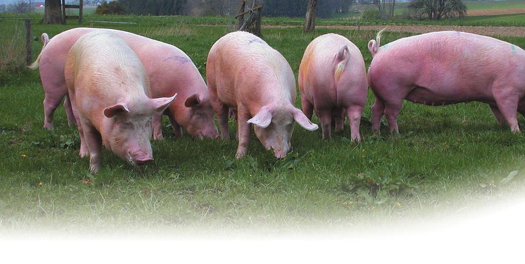 Sau, Eber und Ferkel Schon vor 10 000 Jahren schätzte der Mensch das Schwein als Warum hält Fleischlieferanten der Mensch und nützliches Schweine? Haustier.