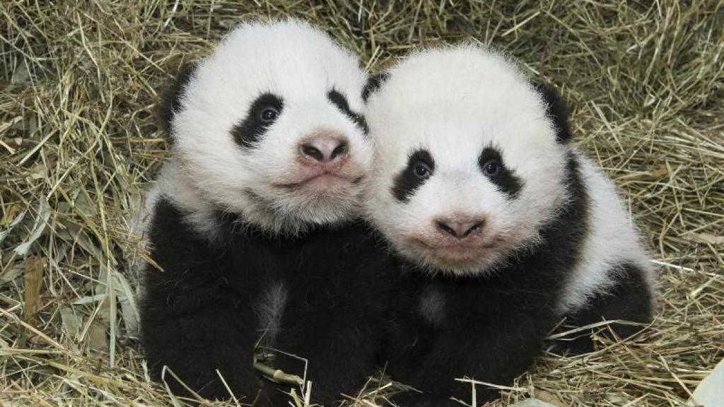 Hübsche Teenagerin Erfüllt Einem Notgeilen Pandabären Einen Wunsch